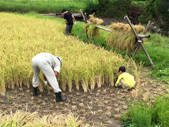 第184回 平成27年収穫の日