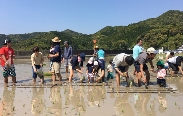 第225回 田んぼに見える