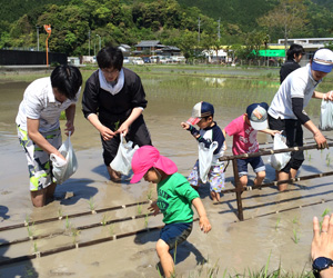 田植え