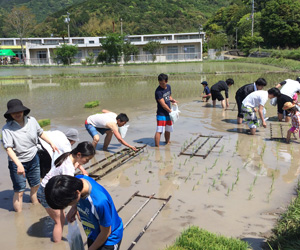 田植え